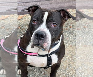 American Staffordshire Terrier-Unknown Mix Dogs for adoption in Sayreville, NJ, NJ, USA