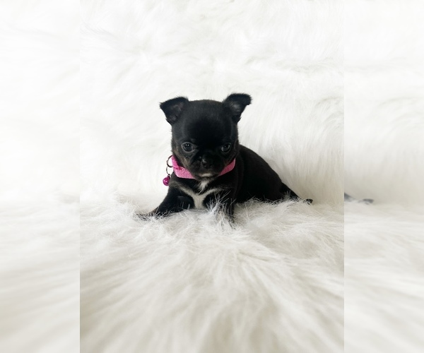 Medium Photo #12 Chihuahua Puppy For Sale in SACRAMENTO, CA, USA