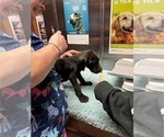 Small Photo #36 Great Dane Puppy For Sale in ALIQUIPPA, PA, USA