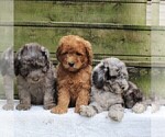 Small Photo #3 Goldendoodle-Poodle (Miniature) Mix Puppy For Sale in GAP, PA, USA