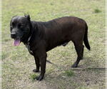 Small #2 Mutt