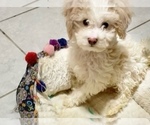 Small Photo #1 Goldendoodle (Miniature) Puppy For Sale in CHANDLER, AZ, USA