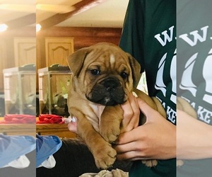 English Bulldogge Puppy for sale in GLASGOW, KY, USA