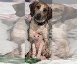 Small #1 Mutt