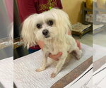 Small Maltese