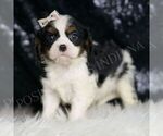 Small #2 Cavalier King Charles Spaniel
