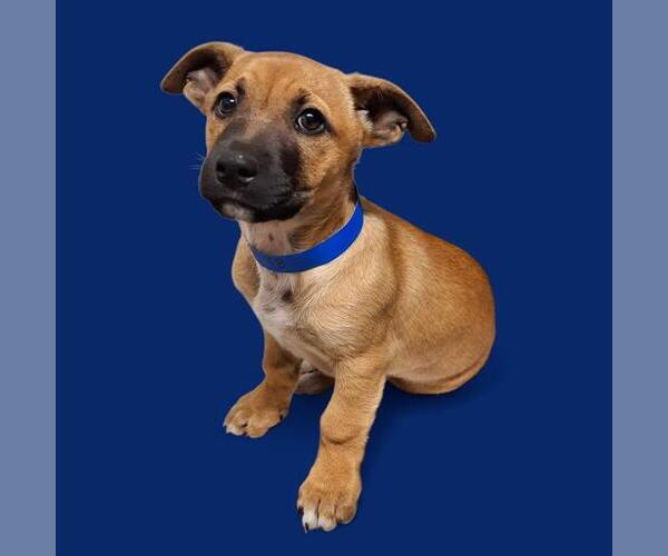 Medium Photo #1 Black Mouth Cur-Unknown Mix Puppy For Sale in Bakersfield, CA, USA