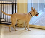 Small #1 Gerberian Shepsky