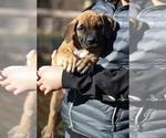 Puppy Purple Boerboel-Boxer Mix