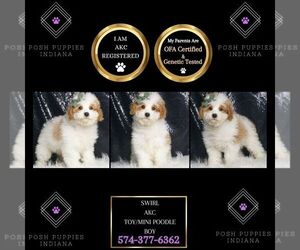 Poodle (Miniature) Puppy for sale in WARSAW, IN, USA