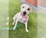 Small #1 American Pit Bull Terrier Mix