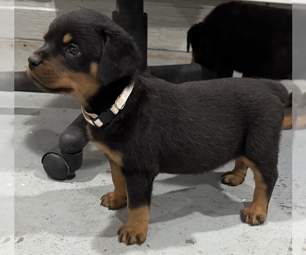 Medium Photo #1 Rottweiler Puppy For Sale in BRIGHTON, CO, USA