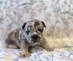 Small Photo #2 French Bulldog Puppy For Sale in NORTH SACRAMENTO, CA, USA