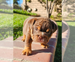 Small Photo #11 Bulldog Puppy For Sale in RIVERSIDE, CA, USA
