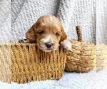 Small Photo #1 Cockapoo Puppy For Sale in PENDERGRASS, GA, USA