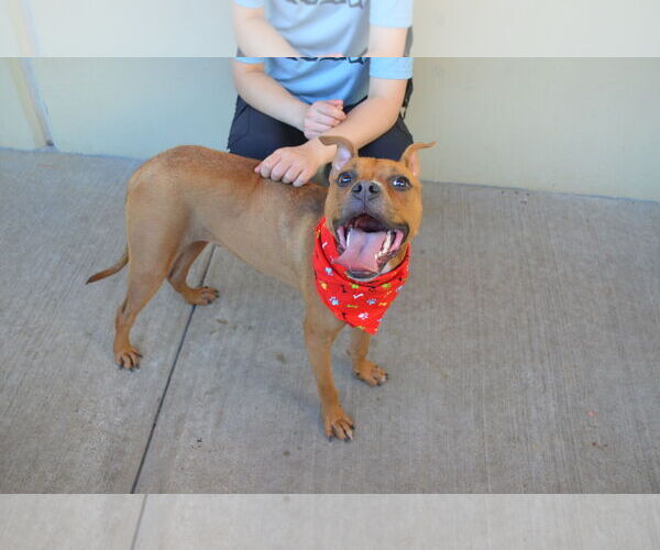 Medium Photo #3 Boxer-Unknown Mix Puppy For Sale in McKinney, TX, USA