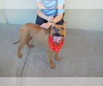 Small #2 Boxer Mix