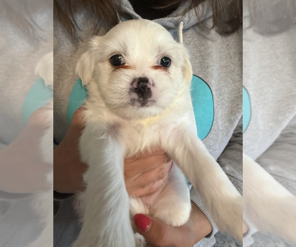 Medium Photo #3 Maltese-Unknown Mix Puppy For Sale in Rockville, MD, USA