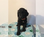 Small #9 Poodle (Standard)