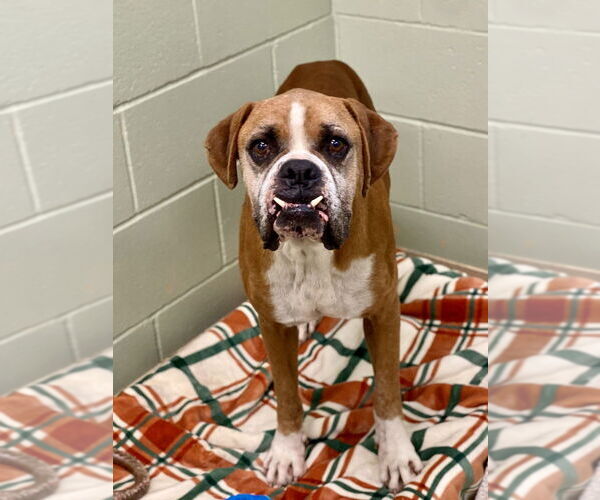 Medium Photo #2 Boxer Puppy For Sale in Austin, TX, USA