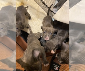 American Pit Bull Terrier Puppy for sale in JERSEY CITY, NJ, USA