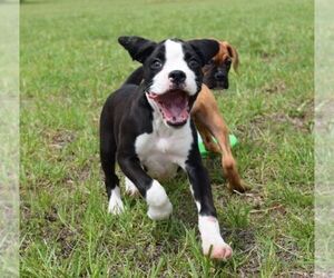 Boxer Puppy for sale in HUMBOLDT, NE, USA