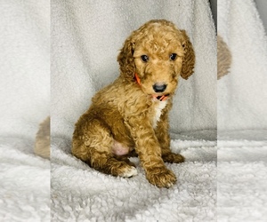Goldendoodle Puppy for Sale in COLBERT, Washington USA