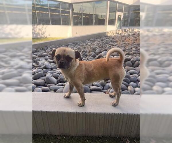 Medium Photo #1 Pug-Unknown Mix Puppy For Sale in San Martin, CA, USA