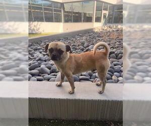 Pug-Unknown Mix Dogs for adoption in San Martin, CA, USA