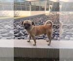 Small Pug Mix
