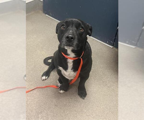 Medium Photo #1 Basset Hound-Unknown Mix Puppy For Sale in HESPERIA, CA, USA