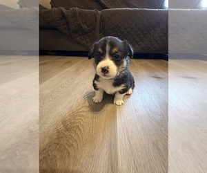 Medium Pembroke Welsh Corgi