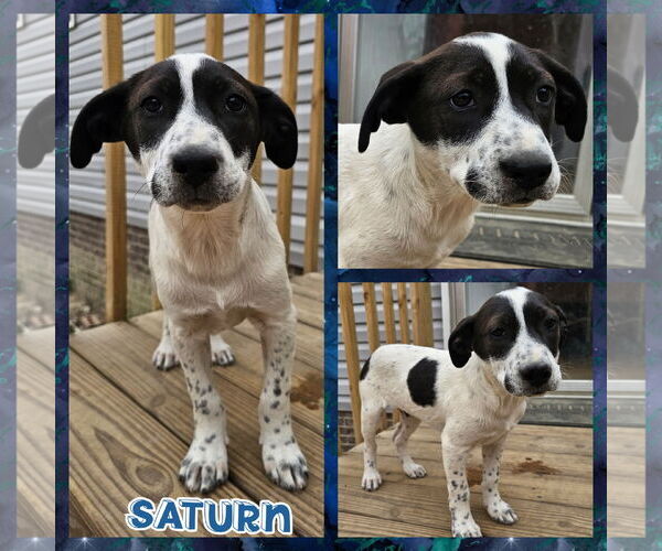 Medium Photo #4 Border Collie Puppy For Sale in Blacksburg, SC, USA