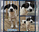 Small #3 Border Collie