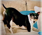 Small #10 Rat Terrier