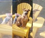 Small Boxer Mix