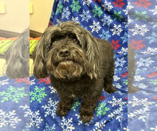 Medium Photo #5 Poodle (Miniature)-Unknown Mix Puppy For Sale in Rockaway, NJ, USA