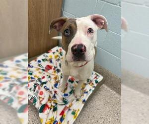 Staffordshire Bull Terrier-Unknown Mix Dogs for adoption in Brighton, CO, USA