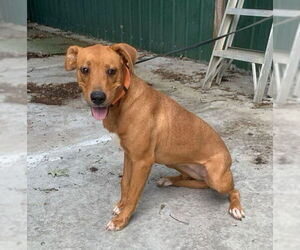 Labrador Retriever-Unknown Mix Dogs for adoption in Brewster, NY, USA