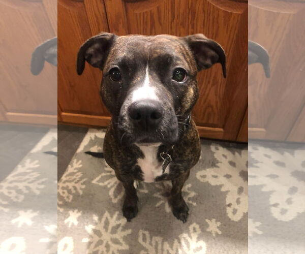 Medium Photo #6 Bullboxer Pit Puppy For Sale in Gates Mills, OH, USA
