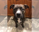 Small #5 Bullboxer Pit