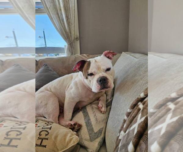 Medium Photo #3 Mutt Puppy For Sale in Catasauqua, PA, USA