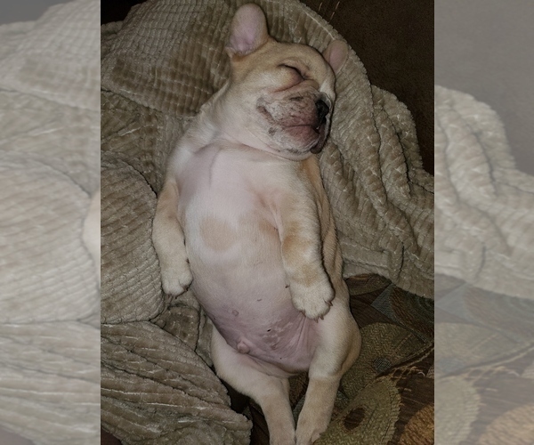 Medium Photo #3 French Bulldog Puppy For Sale in PIONEER, CA, USA