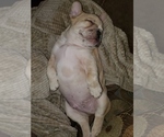 Small Photo #3 French Bulldog Puppy For Sale in PIONEER, CA, USA