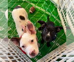 Small #5 American Pit Bull Terrier Mix