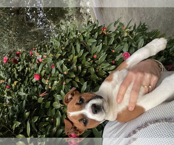 Medium Photo #1 Mutt Puppy For Sale in Mobile, AL, USA