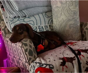 Dachshund Dogs for adoption in Weston, FL, USA