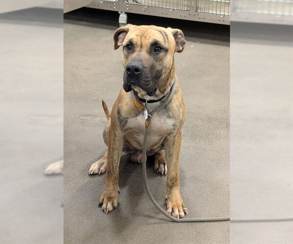 Medium Photo #1 Mutt Puppy For Sale in Forestville, MD, USA