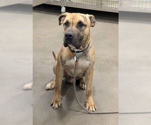 Mutt Dogs for adoption in Forestville, MD, USA