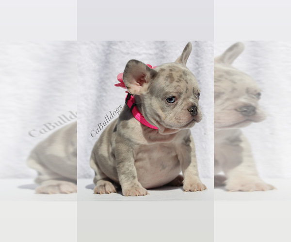 Medium Photo #4 French Bulldog Puppy For Sale in APPLE VALLEY, CA, USA